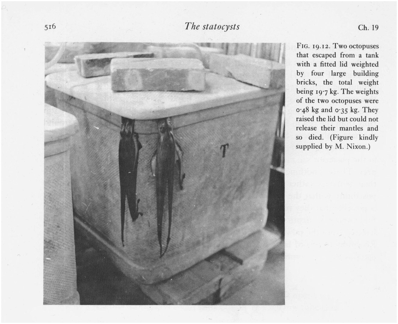 A book page, figure 19.12: two octopuses hanging from the lid of a weighted stone tank they escaped