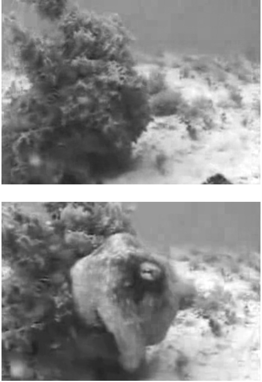 Two video stills: an octopus disguised as a plant on the seabed, then the same octopus turning pale